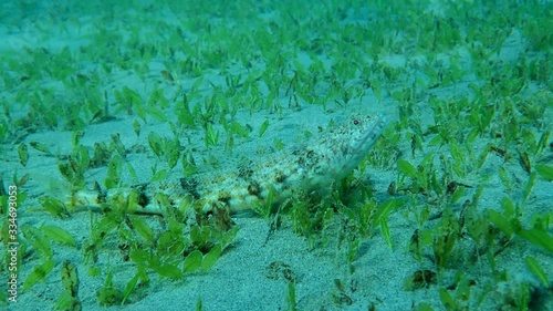 Close-up of Lizard fish lies on sandy bottom covered with green seagrass in sun light, then swims away. Slender Lizardfish or Gracile lizardfish (Saurida gracilis) Red Sea, Egypt photo