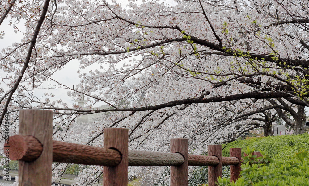 Φωτογραφία 川沿いの桜美しい自然　日本の美　ソメイヨシノ　風景　懐かしい