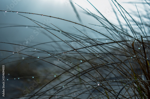 Sea Brushes wet in blurry background