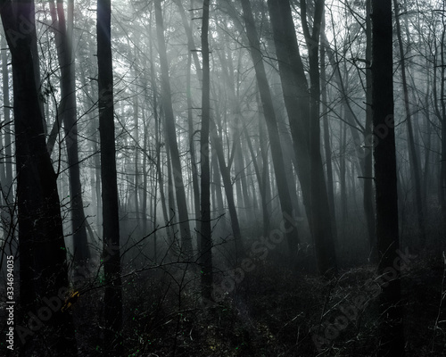 Dark forest view lights glaring through mist