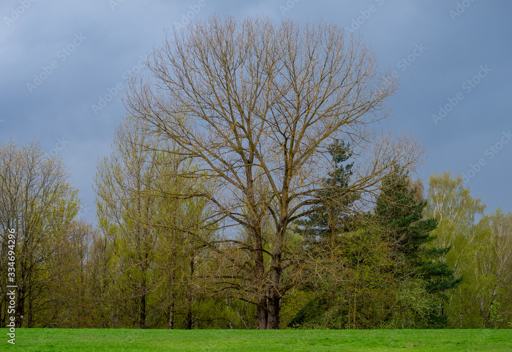Bifurcated lonely tree without leaves at the edge of the forest in spring. Bifurcated lonely tree without leaves at the edge of the forest in spring.