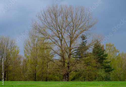 Bifurcated lonely tree without leaves at the edge of the forest in spring.