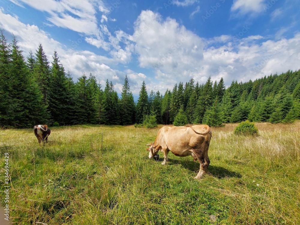 Cows grazing in the field among pine trees in the summer. Cows grazing in the field among pine trees in the summer.