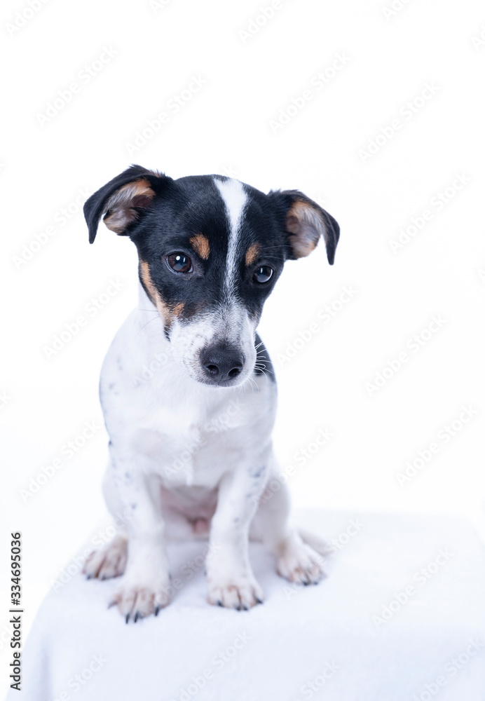 Brown, black and white Jack Russell Terrier posing in a studio, the dog looks straight into the camera, isolated on a white background, copy space