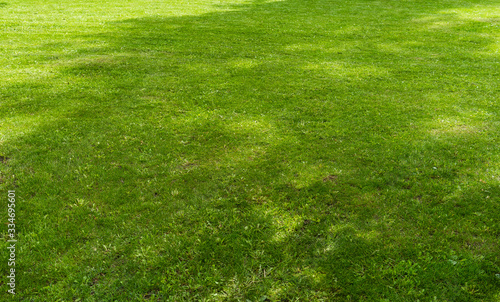 Freshly cut green lawn grass in a city Park on a bright Sunny day.