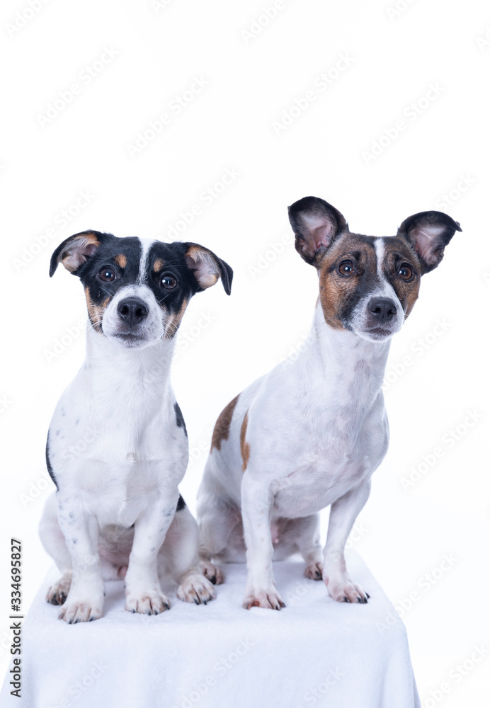 Two brown, black and white Jack Russell Terrier posing in a studio, the dog looks straight into the camera, isolated on a white background, copy space