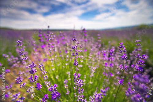 Lavender flower in the field