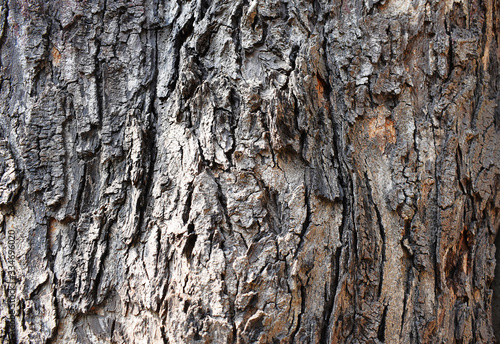 Fototapeta Naklejka Na Ścianę i Meble -  Bark Texture or pattern of a tree. Relief texture of the brown bark