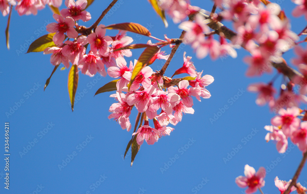 Wild Himalayan Cherry flowers or Sakura across blue sky Wild Himalayan Cherry flowers or Sakura across blue sky