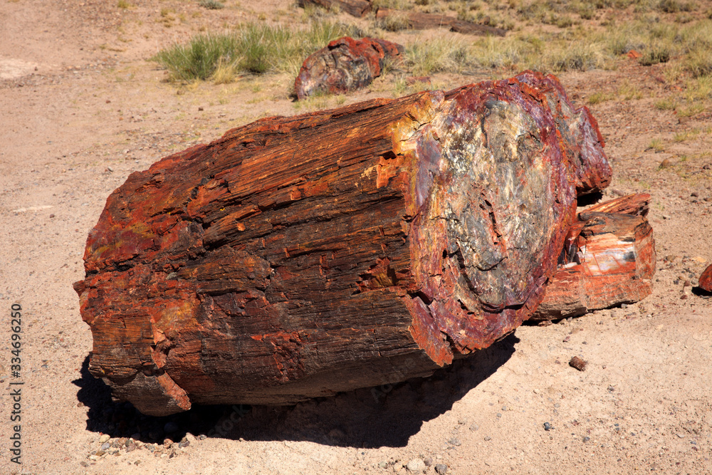 Photo & Art Print Arizona / USA - August 01, 2015: A petrified 