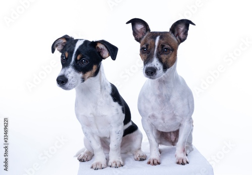 Two brown  black and white Jack Russell Terrier posing in a studio  in full length isolated on a white background  copy space