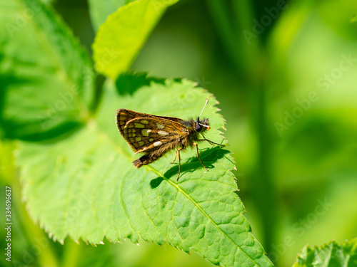 The chequered skipper (Carterocephalus palaemon), not to be confused with the large chequered skipper, is a small woodland butterfly in the family Hesperiidae.