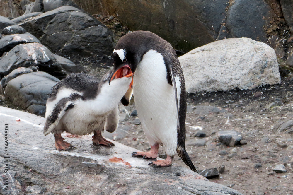 Naklejka premium Penguin feeding chick