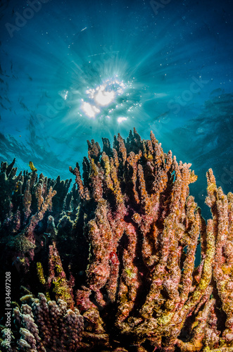 Colorful coral reef formation in clear turquoise water