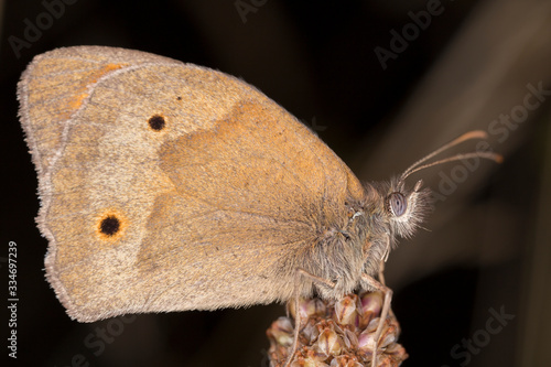 The meadow brown (Maniola jurtina) is a butterfly found in the Palearctic realm of the Nymphalidae family. photo