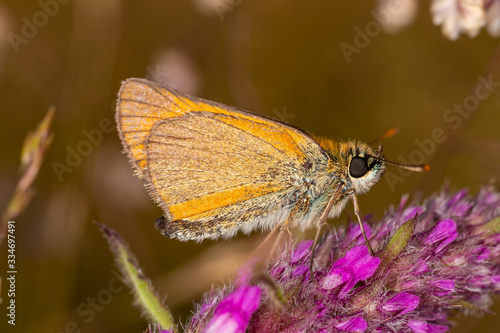 Thymelicus lineola, known in Europe as the Essex skipper and in North America as the European skipper, is a species of butterfly in the family Hesperiidae.