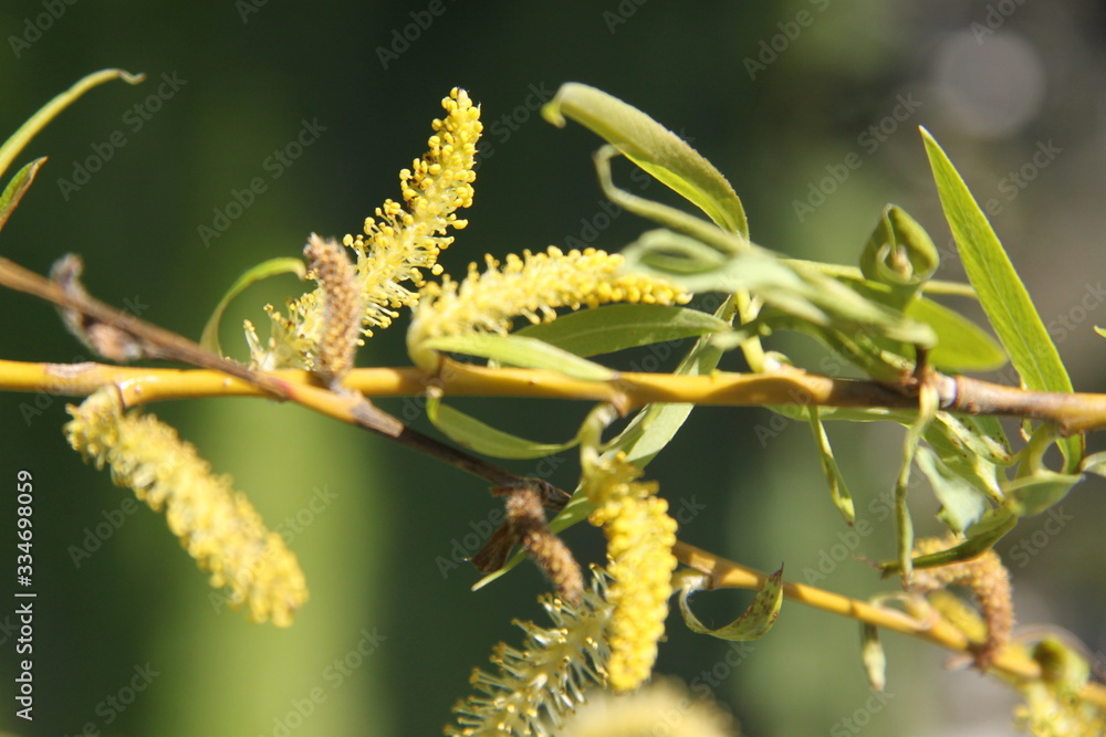 Weeping willow tree blossoms during springtime Weeping willow tree blossoms during springtime