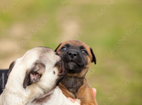 pug puppy and malinois cross puppy and bull mastiff in the hand of their mistress