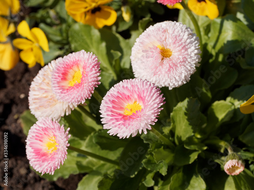 Bellis perennis Hybriden | Maßliebchen oder Gänseblümchen mit spatelförmigen Blätter, zahlreichen schön, ausdauernd, hohen Stielen gefüllte Blütenbälle rosafarbene und weiße photo