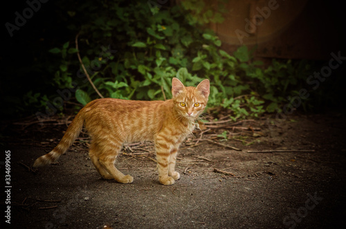 red kitten on the street © Марина Ульянова