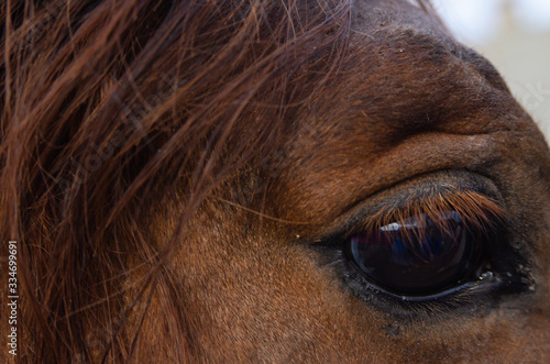 brown horse on a leash in a stable