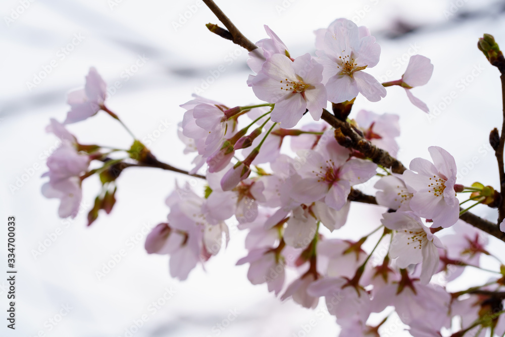 桜