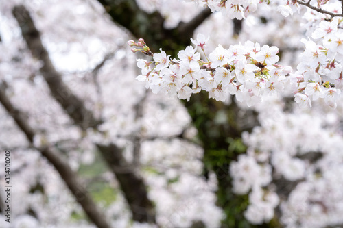 桜