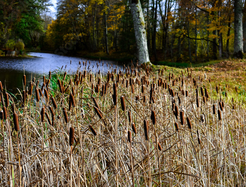 Castle lake photo with water and beautiful autumn view