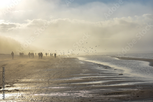 Misty beach and birds on sunny beach and sand view.