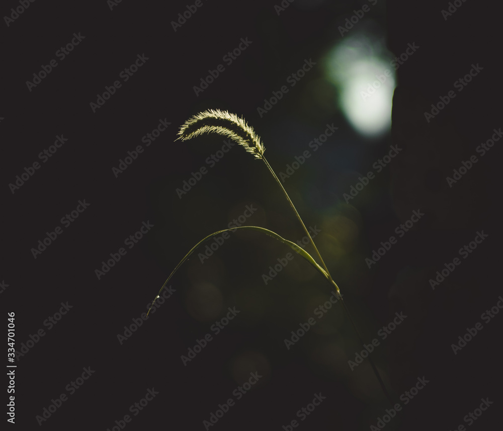 spikelet at sunset spikelet at sunset