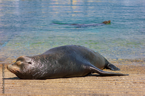 Sea lion resting in the sun. © rubchikova