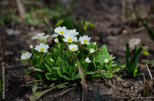 flowers grow in spring on a flower bed