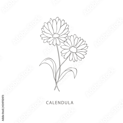 Photos Hand drawn calendula flower.Plant design elements.