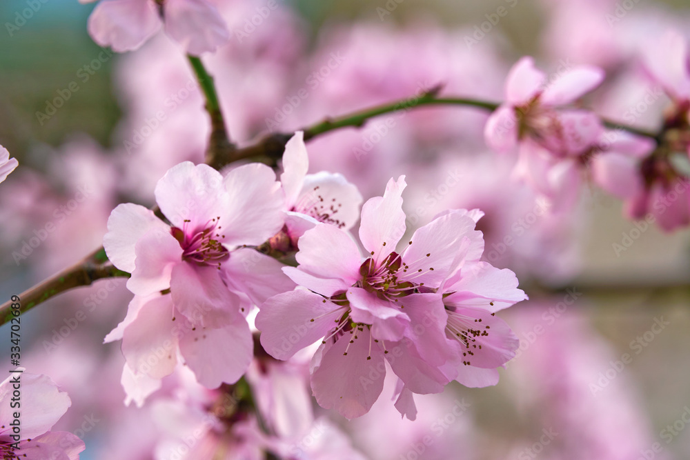 beautiful spring landscape - blooming trees, bright pink and white flowers as background - obrazy, fototapety, plakaty 