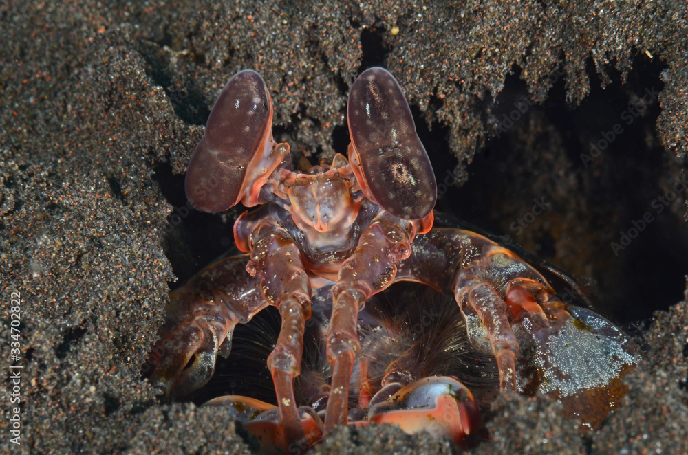 macro nudibranco lumaca di mare