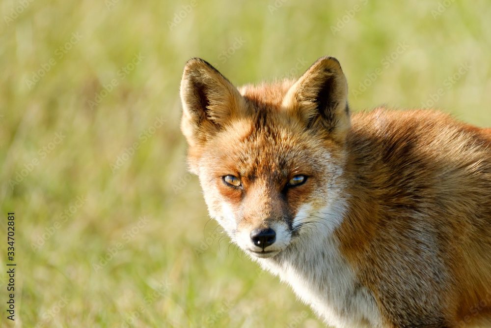A magnificent wild Red Fox, the fox looks straight into the camera, headshot A magnificent wild Red Fox, the fox looks straight into the camera, headshot