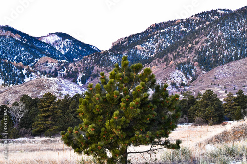 Pine Cones In The Rockies
