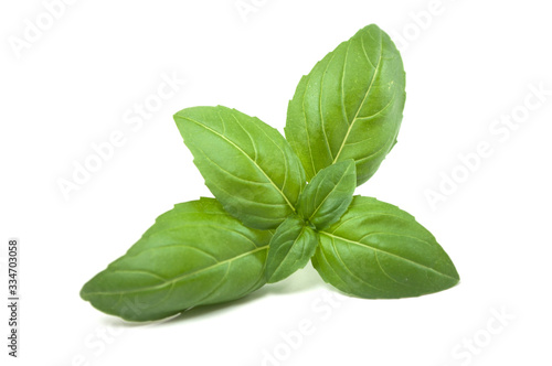 Closeup of basil leaves on white background