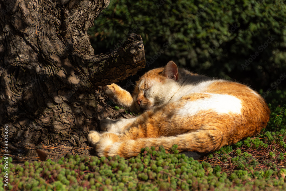 Red cat sleeping on the green grass. Small cute kitten cat sleeping outside in the park with flower grass background Red cat sleeping on the green grass. Small cute kitten cat sleeping outside in the park with flower grass background