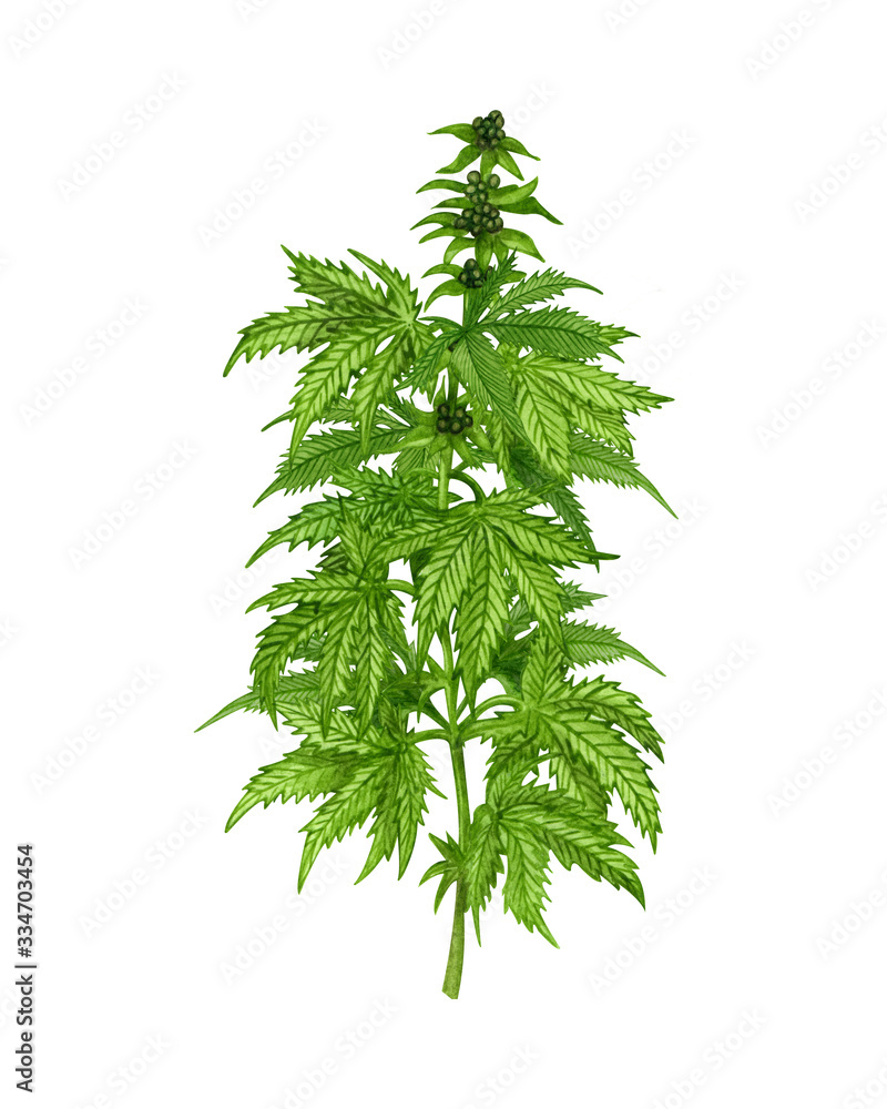 Watercolor hemp plant with leaves and seeds. Illustration of medicinal plant. Hand drawn geen twig of Cannabis (Marijuana). Watercolor hemp plant with leaves and seeds. Illustration of medicinal plant. Hand drawn geen twig of Cannabis (Marijuana).