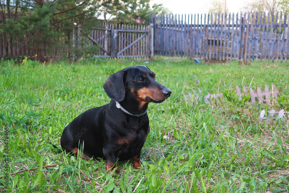 Dog Dachshund in nature Dog Dachshund in nature