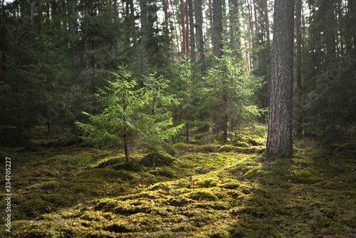 An old mossy spruce close-up. Sun rays through the tree trunks in a coniferous forest. Shadows on the ground. Early spring. Finland photo