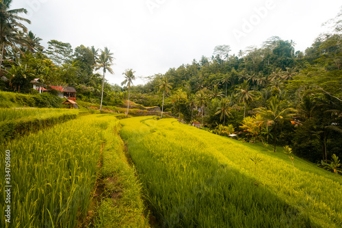 Fotografie Bali ricefield sunrise 4