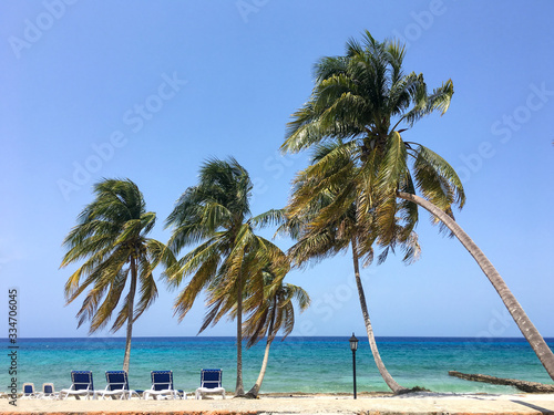 Palm trees on the beach of Cayo Levisa, Cuba photo