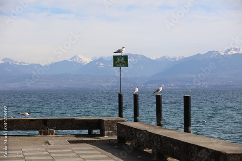 Seagull waiting on the sign of the city of Rolle