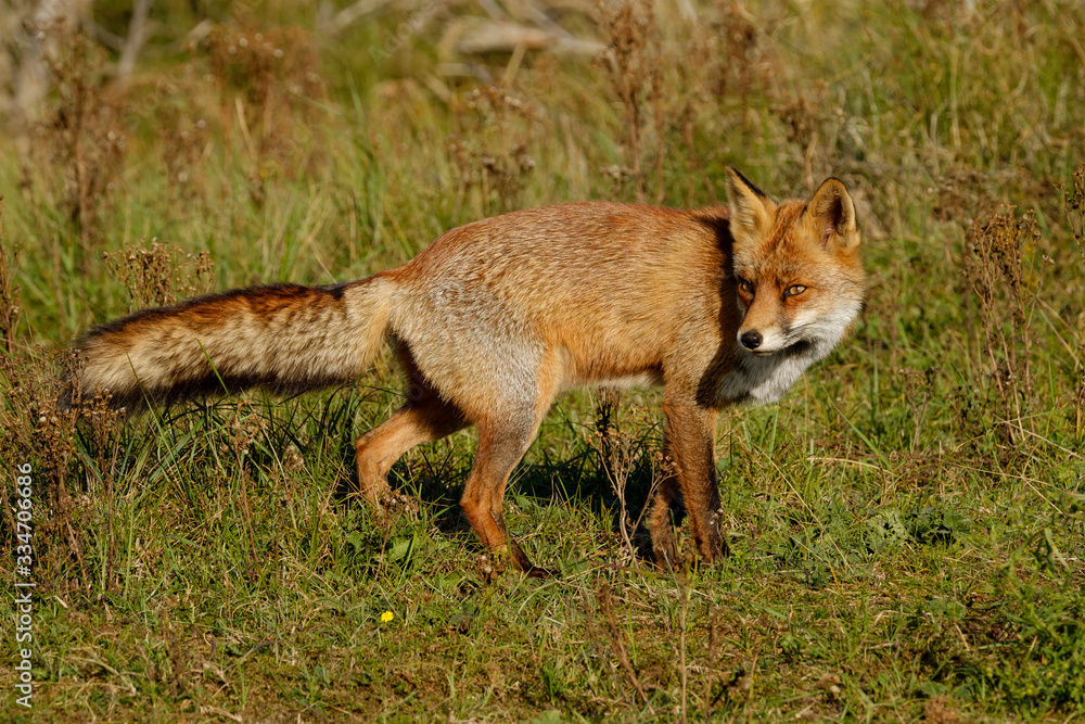 A magnificent wild Red Fox, hunting for food to eat in the long grass