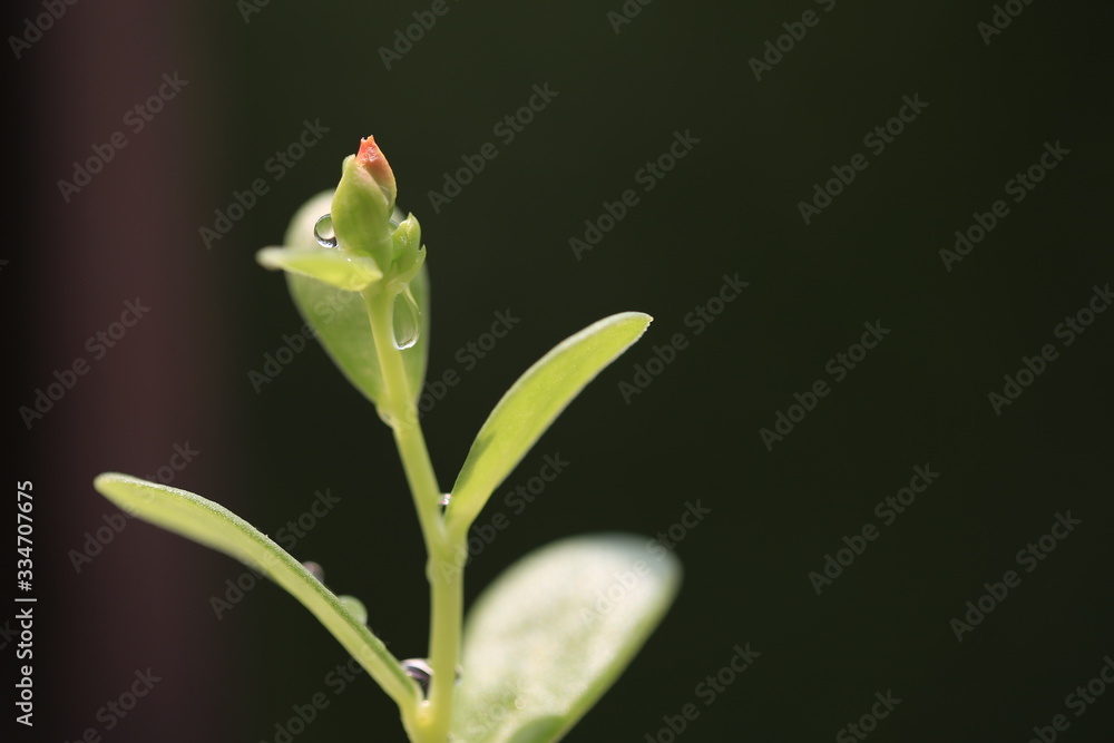 Little Pusley bud life begin on dark background Little Pusley bud life begin on dark background