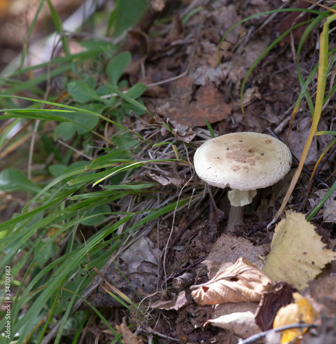 Mushroom found in a wood
