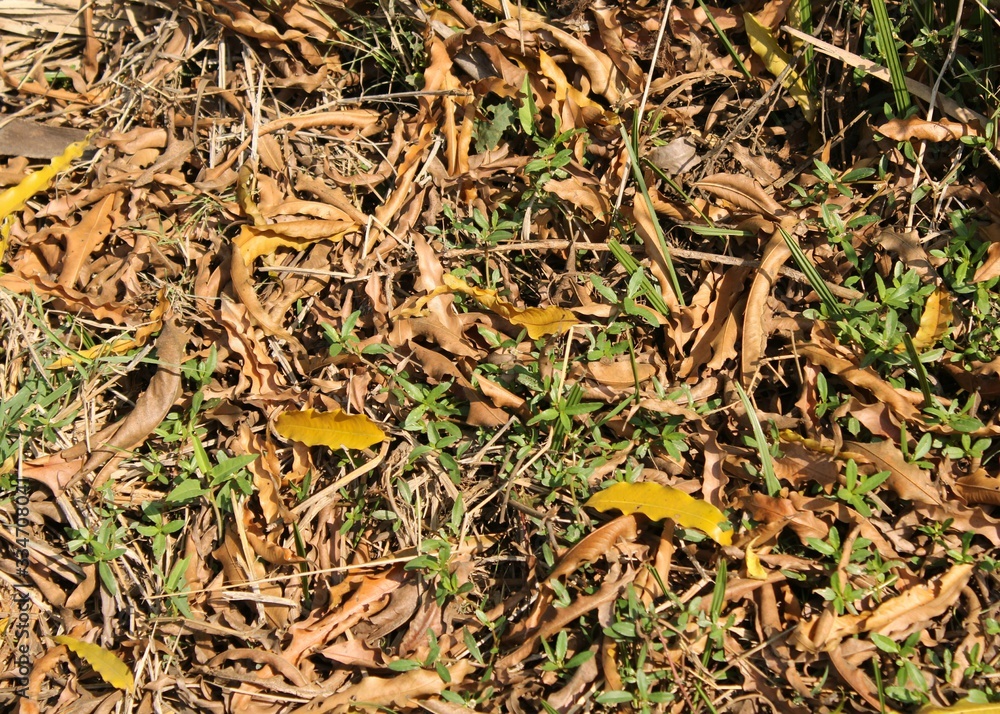 many dry leaf on the ground. many dry leaf on the ground.
