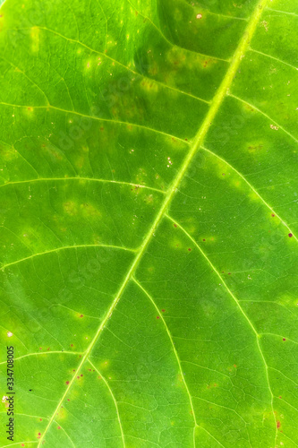 texture of green leaf